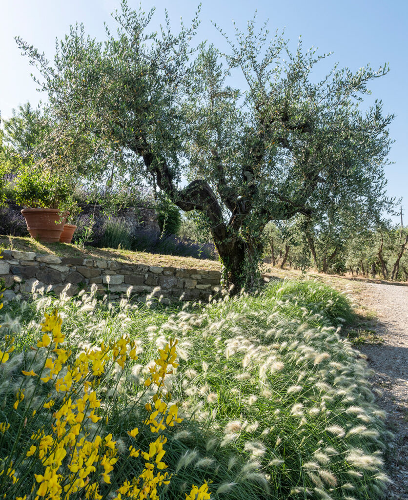 le piante del nostro giardino