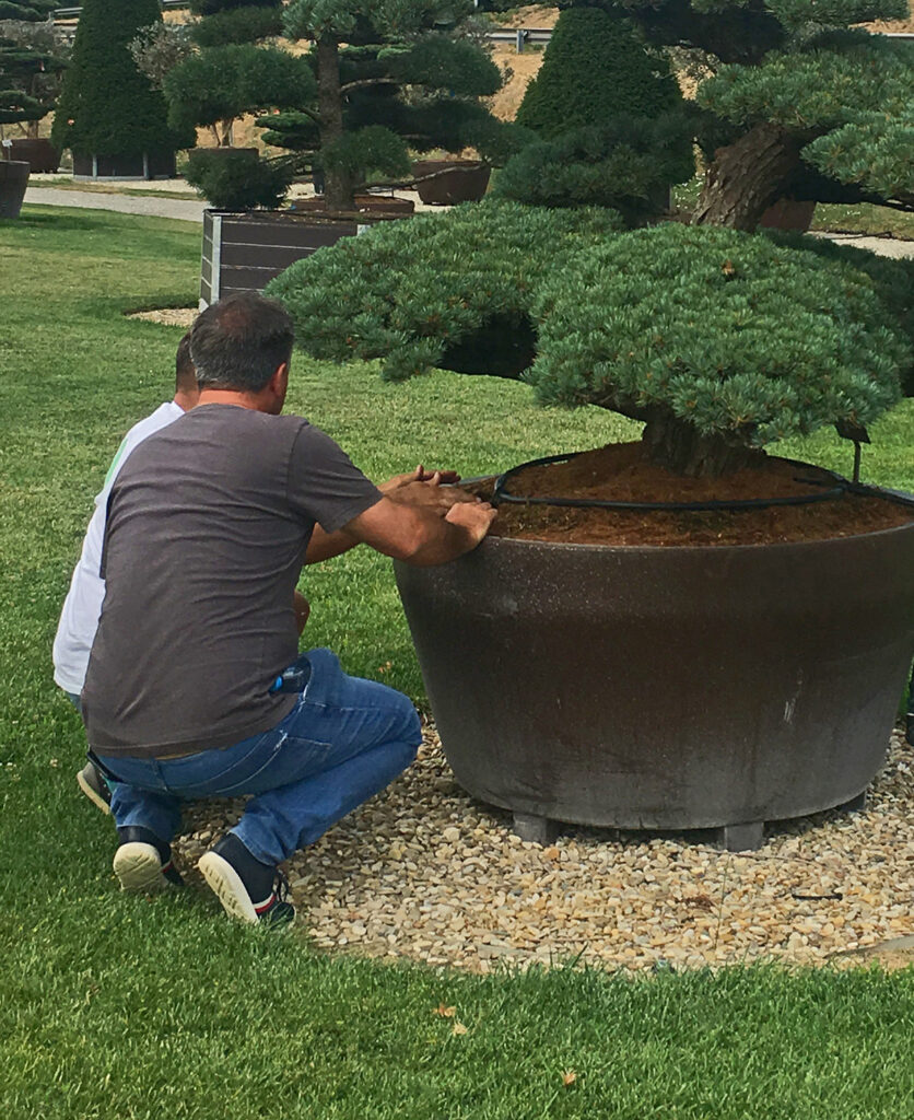 La scelta delle piante in vivaio